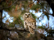 Barred Owl