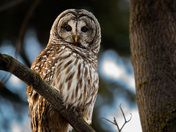 Barred Owl