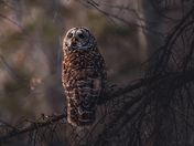 Barred Owl