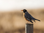American Robin