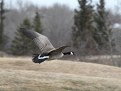 Flying Goose