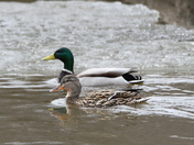 Spring Mallards