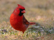 Northern Cardinal enjoying the warmer Spring temps