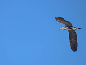 Blue Heron - migration