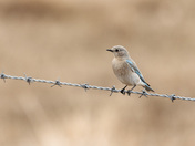 Mrs. Bluebird 