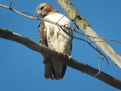 Red Tailed Hawk 