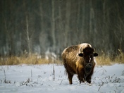 Winter Bison