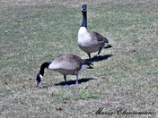 Geese
