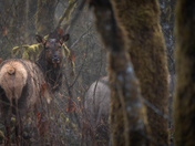 cow elk