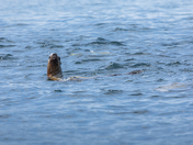 Sea lion