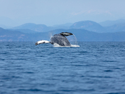 Breaching humpback whale