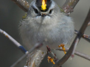 Golden Crowned Kinglet 