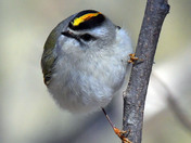 Golden Crowned Kinglet 