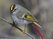 Golden Crowned Kinglet 