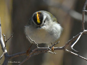 Golden Crowned Kinglet 