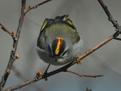 Golden Crowned Kinglet 