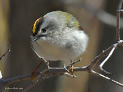 Golden Crowned Kinglet 