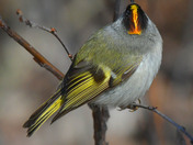Golden Crowned Kinglet 