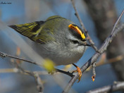 Golden Crowned Kinglet 