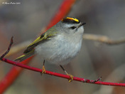 Golden Crowned Kinglet 