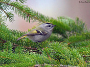 Golden Crowned Kinglet 