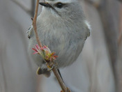 Golden Crowned Kinglet 