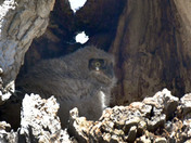 Great Horned Owlet