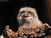 Great Horned Owlet