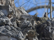 Great Horned Owlet