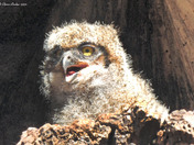 Great Horned Owlet