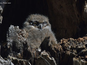 Great Horned Owlet