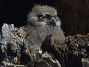 Great Horned Owlet