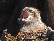 Great Horned Owlet