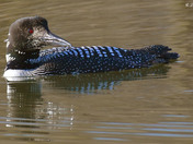 Common Loon