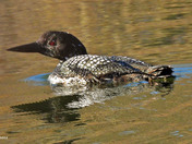 Common Loon