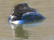 Common Loon