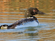 Common Loon