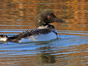 Common Loon