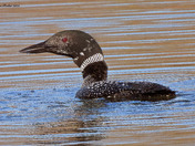 Common Loon