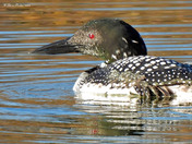 Common Loon