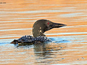 Common Loon