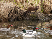 Mink and His Entourage