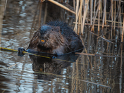 beaver showed off its orange teeth