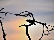 Red-wing blackbird in the sundog colours.