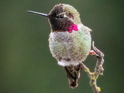 Anna's Hummingbird