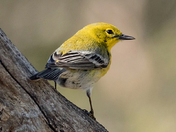 Pine Warbler
