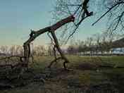 Aftermath of ice storm in Montreal parks 1