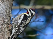 Yellow bellied sapsucker