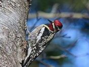 Yellow bellied sapsucker