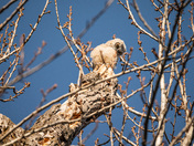 Great horned owl fledgling
